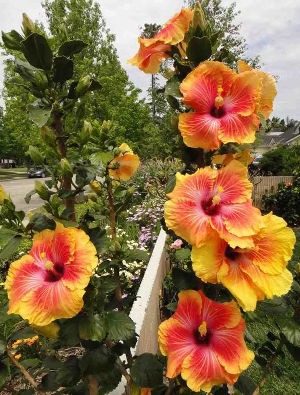 Hidden_Valley_Multicolor_Hibiscus_Flowering_Plant_&_Tree_(1.5-3.5_Ft_Hight)_For_Sweet_Home_Gardening_Hybrid