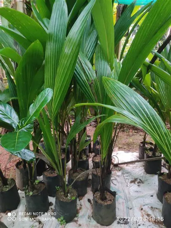Rare_Coconut_Tree_Plant_|_High_Yield_Dwarf_Plant