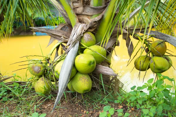 Rare_Coconut_Tree_Plant_|_High_Yield_Dwarf_Plant