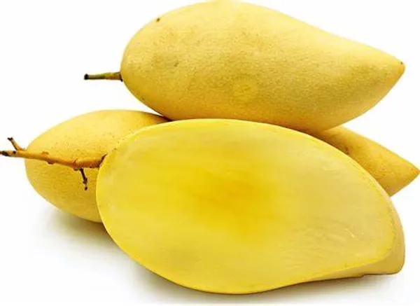 Honeydew_Grafted_weet_Mango_Fruit_Plant_Hybrid