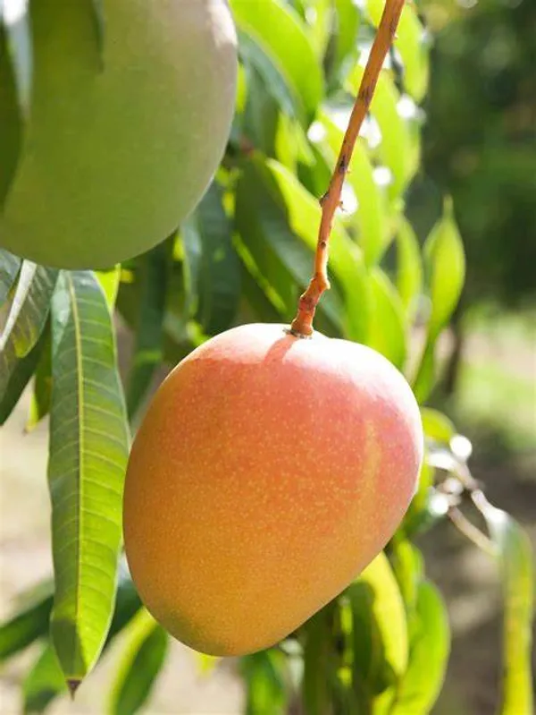 Honeydew_Grafted_weet_Mango_Fruit_Plant_Hybrid