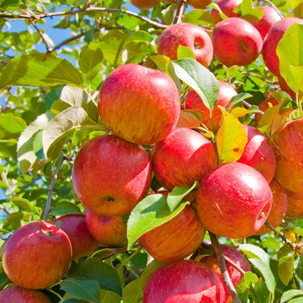 Hot_Climate_Apple_Plant_Hrmn-99__(Grafted__Healthy_Plant_For__Home_And__Garden
