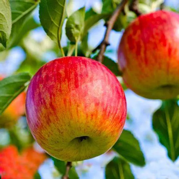 Hot_Climate_Apple_Plant_Hrmn-99__(Grafted__Healthy_Plant_For__Home_And__Garden
