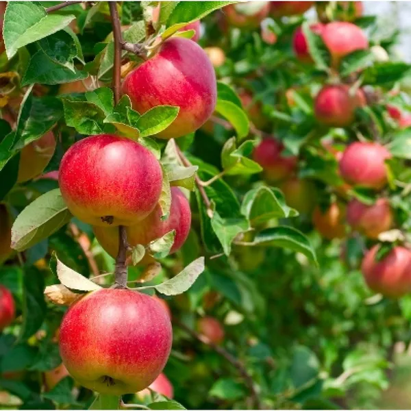 Hot_Climate_Apple_Plant_Hrmn-99__(Grafted__Healthy_Plant_For__Home_And__Garden