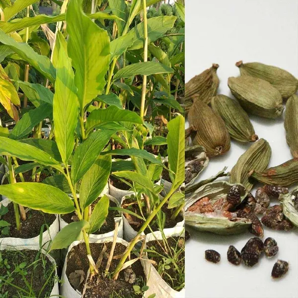 Hybrid_Cardamom_Spices_Plant_&_Tree_(1.5-3.5_Ft_Hight)_For_Home_Gardening_Cardamom_Plant