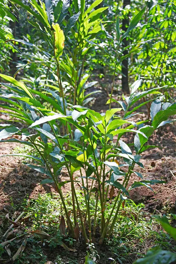 Hybrid_Cardamom_Spices_Plant_&_Tree_(1.5-3.5_Ft_Hight)_For_Home_Gardening_Cardamom_Plant