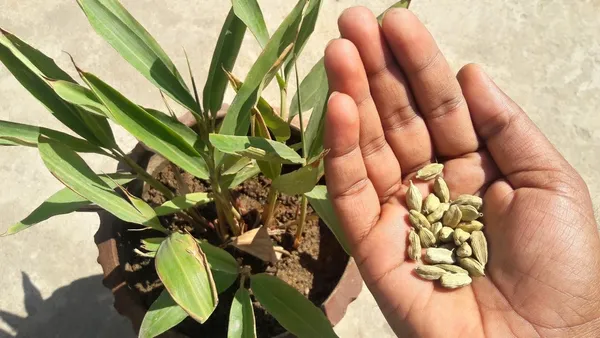 Hybrid_Cardamom_Spices_Plant_&_Tree_(1.5-3.5_Ft_Hight)_For_Home_Gardening_Cardamom_Plant