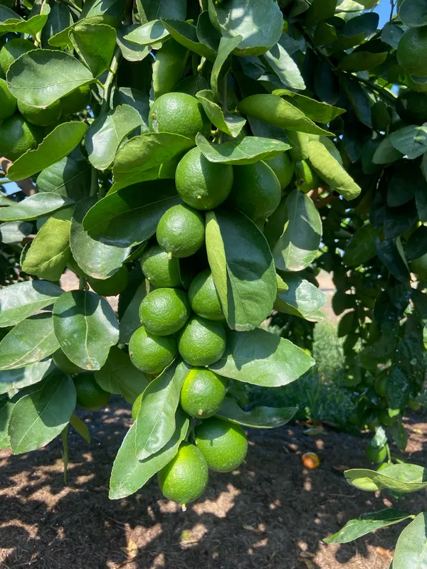 Hybrid_Lemon_Fruit_Plant_&_Tree_(1.5-3.5_Ft_Hight)_For_Your_Home_Gardening_(Grafted)
