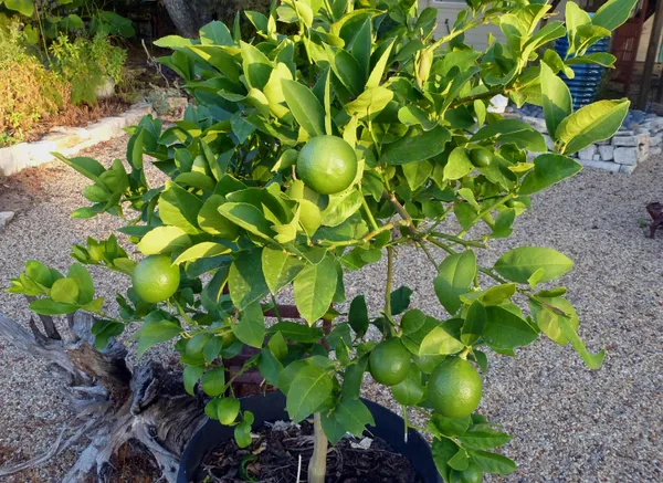 Hybrid_Lemon_Fruit_Plant_&_Tree_(1.5-3.5_Ft_Hight)_For_Your_Home_Gardening_(Grafted)