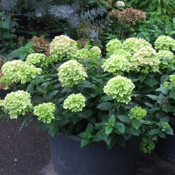 Hydrangea__Flowering_Plant_&_Tree_(1.5-3.5_Ft_Hight)_For_Shrub|Bush|Sweet_Home_Garden__Hybrid