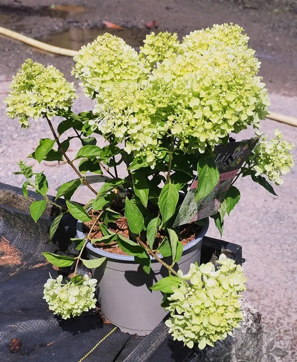 Hydrangea__Flowering_Plant_&_Tree_(1.5-3.5_Ft_Hight)_For_Shrub|Bush|Sweet_Home_Garden__Hybrid