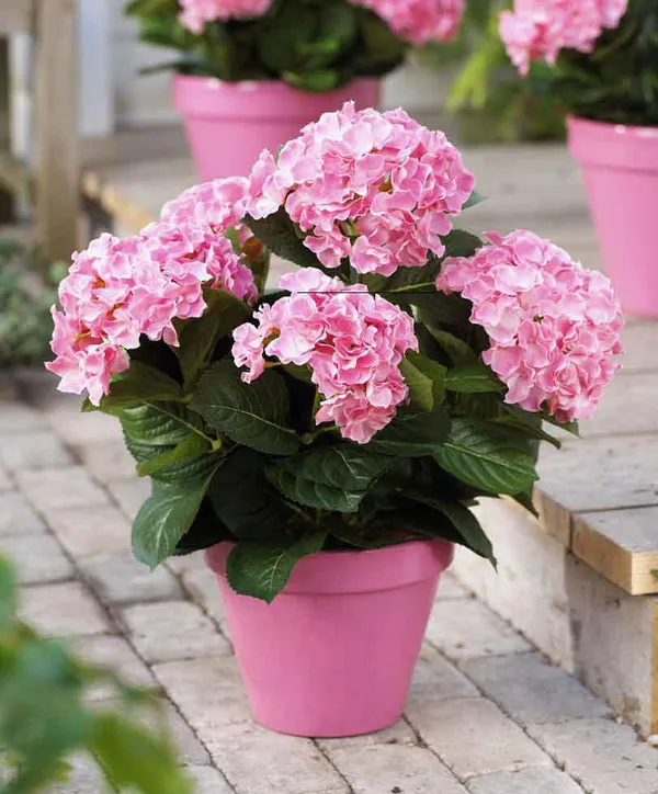 Hydrangea_Pink__Flower_Plant_&_Tree_(1.5-3.5_Ft_Hight)_For_Home_Garden