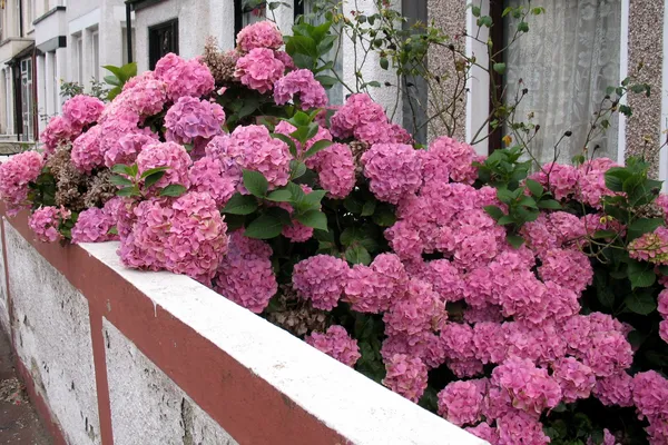 Hydrangea_Pink__Flower_Plant_&_Tree_(1.5-3.5_Ft_Hight)_For_Home_Garden