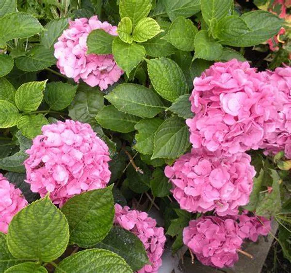 Hydrangea_Pink__Flower_Plant_&_Tree_(1.5-3.5_Ft_Hight)_For_Home_Garden