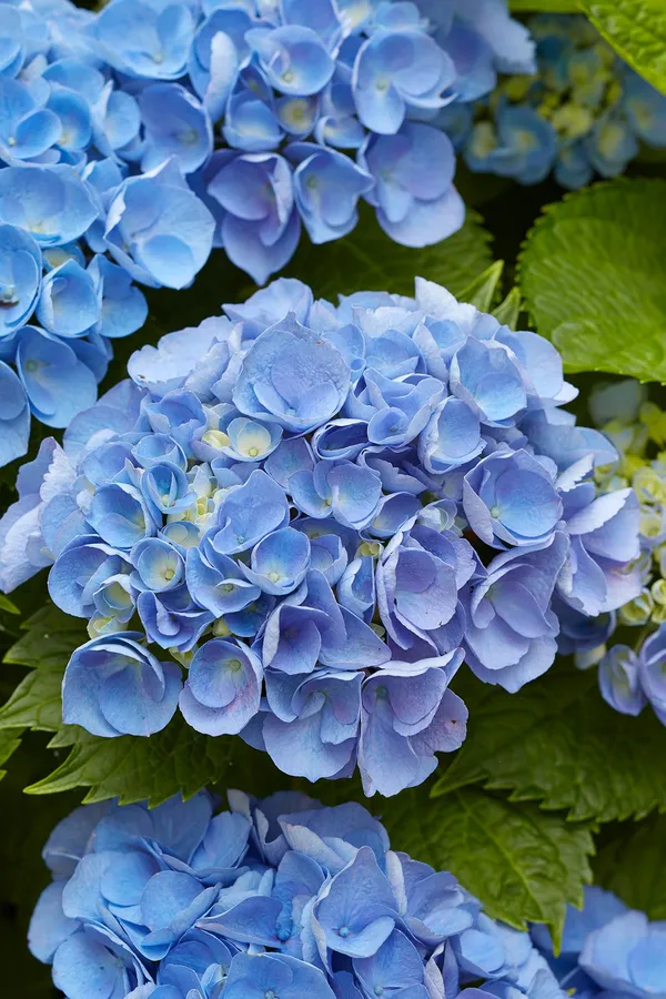 Hydrangea_(Blue)_Flowering_Plant_&_Tree_For_Shrub|Bush|Sweet_Home_Garden_(Hybrid
