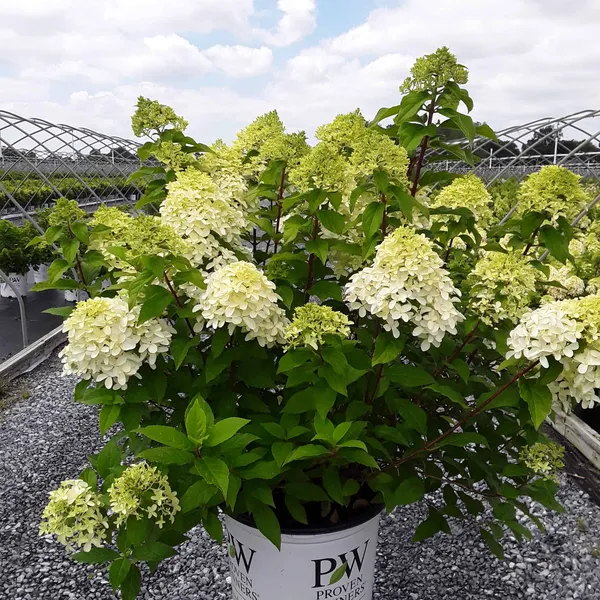 Hydrangea_(Green)_Flowering_Plant_&_Tree_(1.5-3.5_Ft_Hight)_For_Your_Sweet_Home_Decoration|Garden_Hybrid