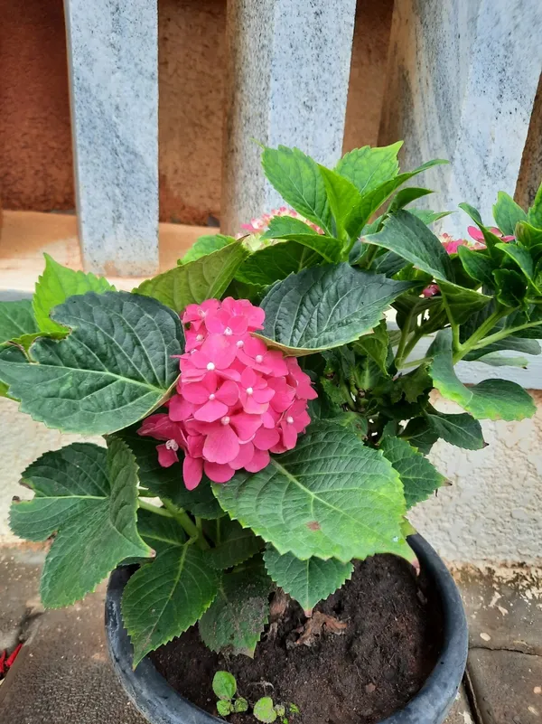 Hydrangea_(Pink)_Flowering_Plant_&_Tree_For_Shrub|Bush|Sweet_Home_Gardening_Hybrid