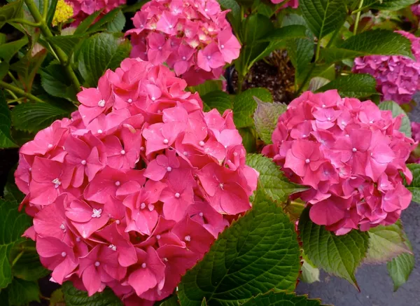 Hydrangea_(Pink)_Flowering_Plant_&_Tree_For_Shrub|Bush|Sweet_Home_Gardening_Hybrid