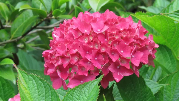 Hydrangea_(Pink)_Flowering_Plant_&_Tree_For_Shrub|Bush|Sweet_Home_Gardening_Hybrid