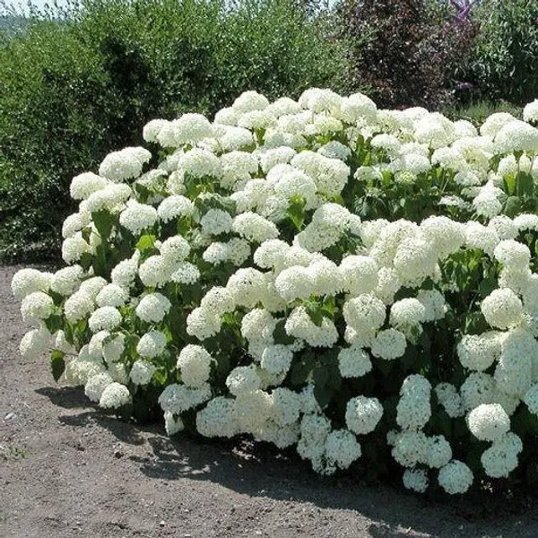 Hydrangea_(White)_Flowering_Plant_&_Tree_For_Shrub|Bush|Home_Decoration_&_Garden_Hybrid