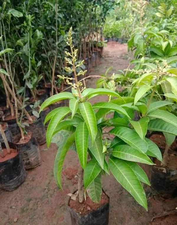Indian_All_Time_Hybrid_Mango_Fruit_Plant_&_Tree_For_Home_Gardening