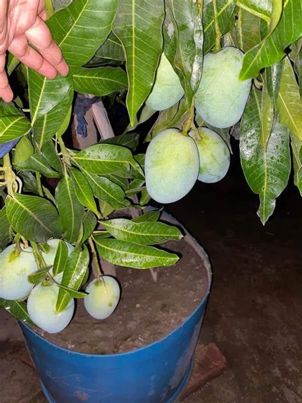 Indian_All_Time_Hybrid_Mango_Fruit_Plant_&_Tree_For_Home_Gardening