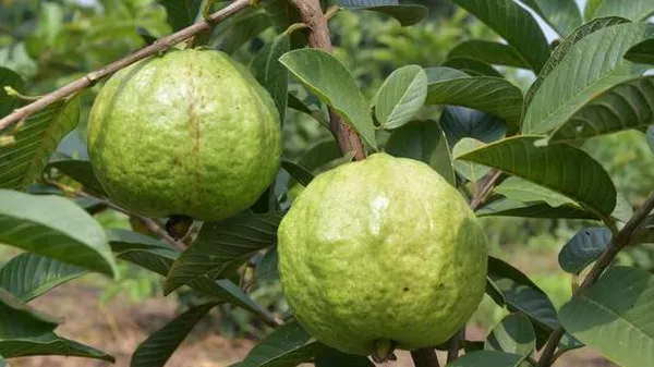 Indian_Hybrid_Guava_Fruit_Plant_&_Tree_(1.5-3.5_Ft_Hight)_For_Home_Gardening