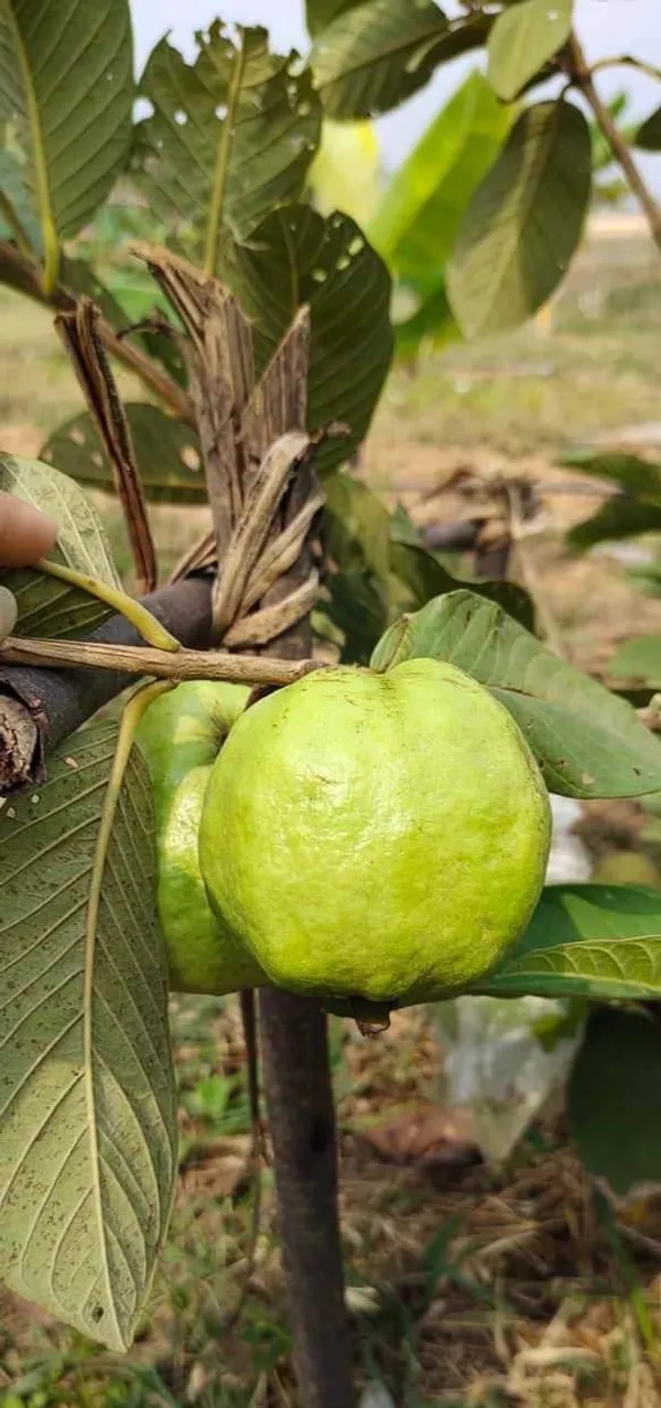 Indian_Hybrid_Guava_Fruit_Plant_&_Tree_(1.5-3.5_Ft_Hight)_For_Home_Gardening