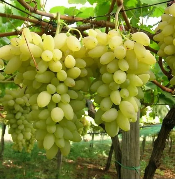Indian_Hybrid_Grapes_Fruit_Plant_(1.5-3.5_Ft_Hight)_For_Shrub|Home_Gardening__Healthy_Grapes_Plant