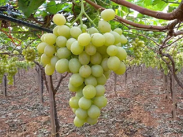 Indian_Hybrid_Grapes_Fruit_Plant_(1.5-3.5_Ft_Hight)_For_Shrub|Home_Gardening__Healthy_Grapes_Plant