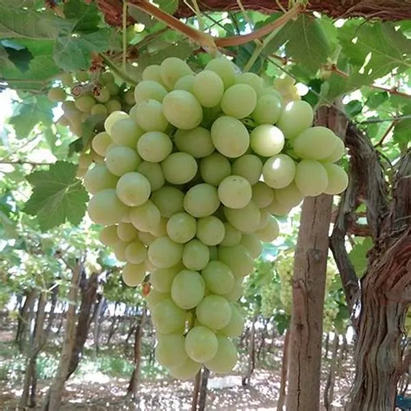 Indian_Hybrid_Grapes_Fruit_Plant_(1.5-3.5_Ft_Hight)_For_Shrub|Home_Gardening__Healthy_Grapes_Plant