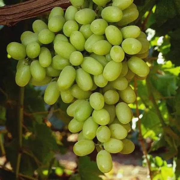 Indian_Hybrid_Grapes_Fruit_Plant_(1.5-3.5_Ft_Hight)_For_Shrub|Home_Gardening__Healthy_Grapes_Plant