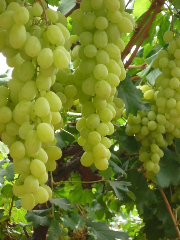 Indian_Hybrid_Grapes_Fruit_Plant_(1.5-3.5_Ft_Hight)_For_Shrub|Home_Gardening__Healthy_Grapes_Plant