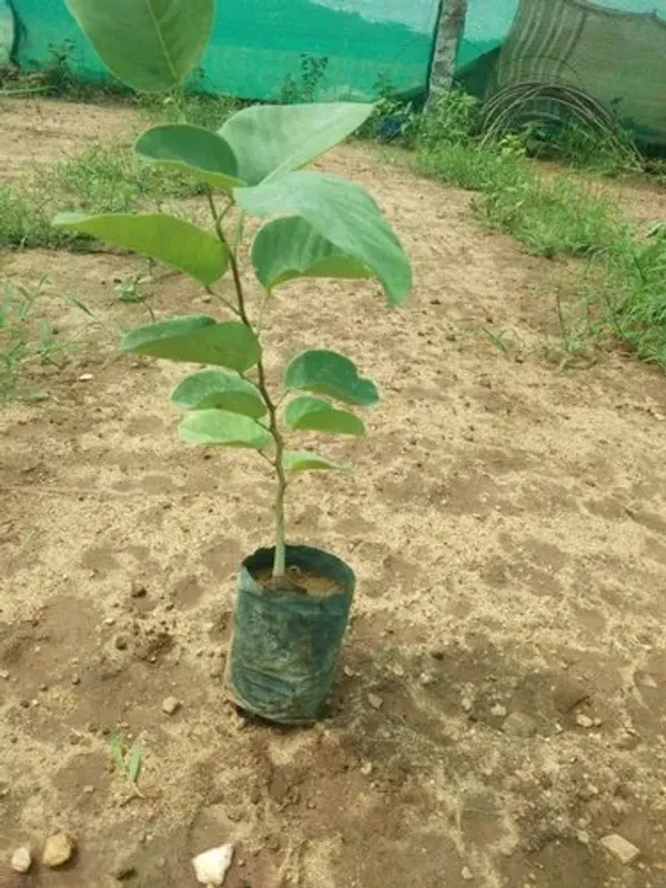 Most_Expensive_Indian_Red_Sandalwood_Plant_&_Tree_(1.5-3.5_Ft_Hight)_For_Your_Home_Garden_Hybrid