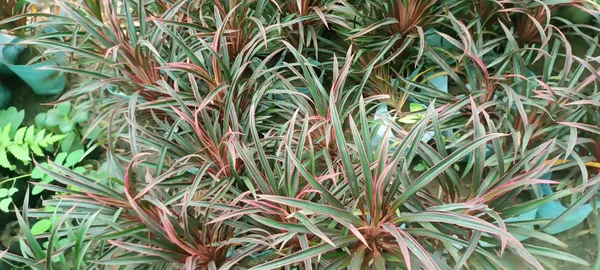 Indoor_Plant