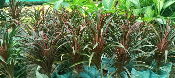 Indoor_Plant