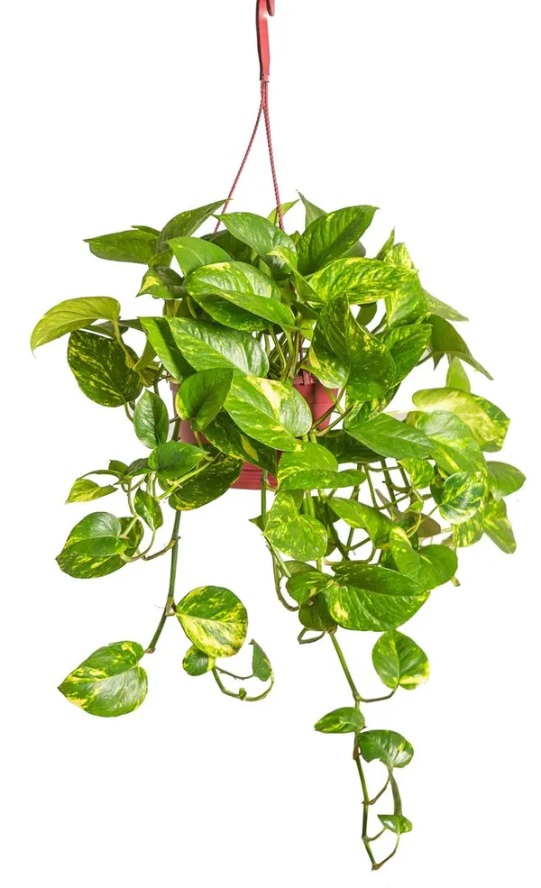 Indoor_Money_Plant_Home_Plants