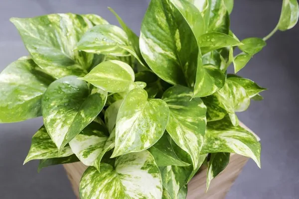 Indoor_Money_Plant_Home_Plants