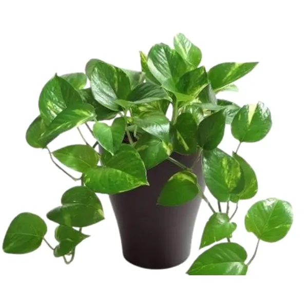 Indoor_Money_Plant_Home_Plants