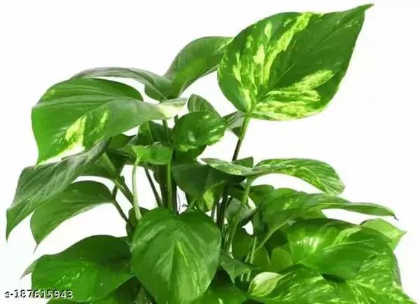 Indoor_Money_Plant_Home_Plants