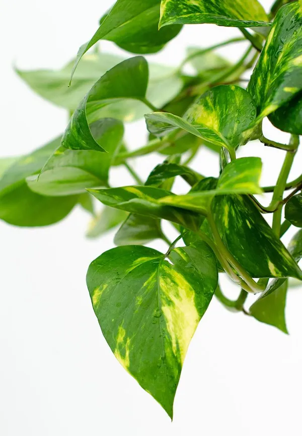 Indoor_Money_Plant_Home_Plants