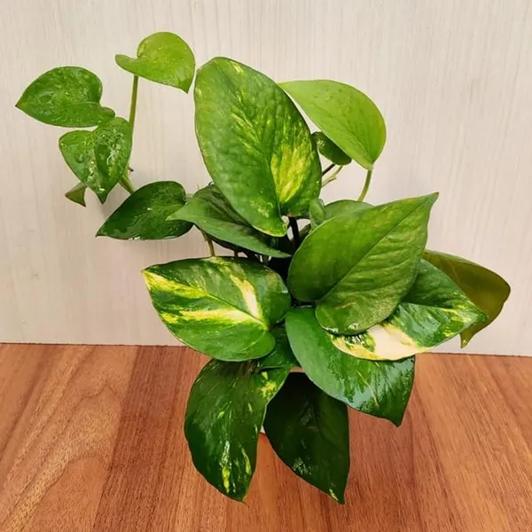 Indoor_Money_Plant_Home_Plants