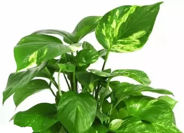Indoor_Money_Plant_Home_Plants