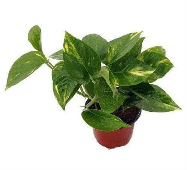 Indoor_Money_Plant_Home_Plants