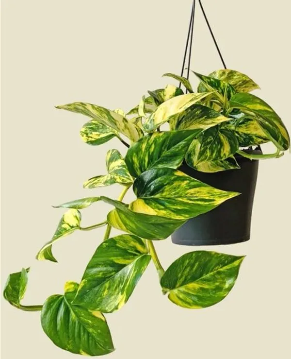 Indoor_Money_Plant_Home_Plants