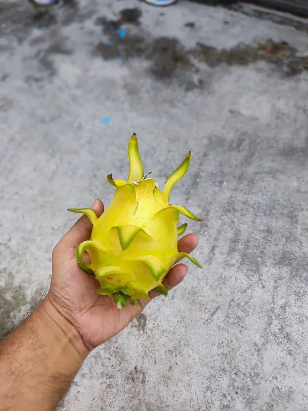 Israeli_Yellow_Dragon_Fruit_Plant