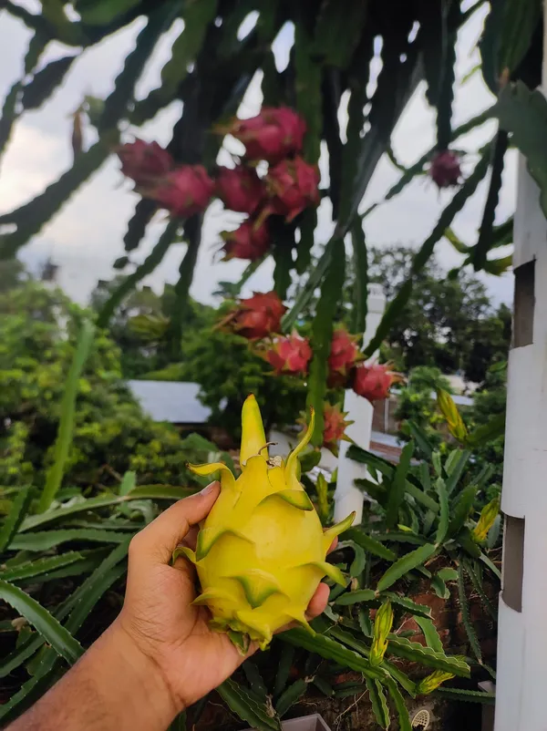 Israeli_Yellow_Dragon_Fruit_Plant