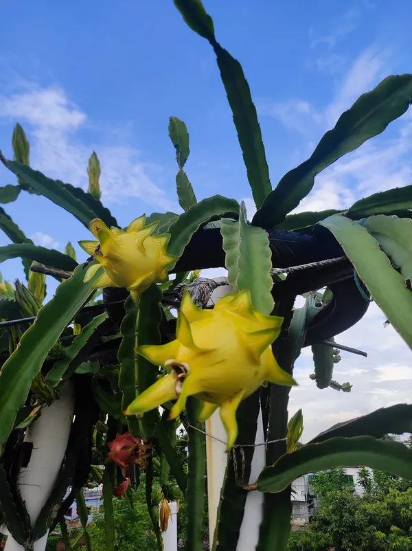 Israeli_Yellow_Dragon_Fruit_Plant