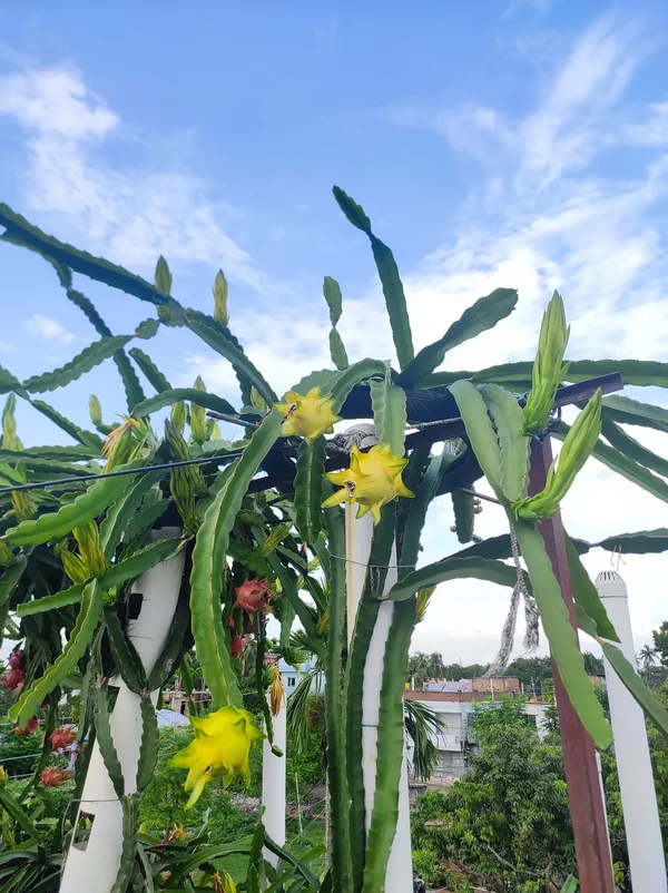 Israeli_Yellow_Dragon_Fruit_Plant