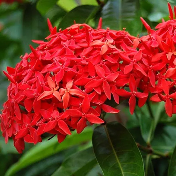 Red_Ixora_Flower_12_Month_Plant
